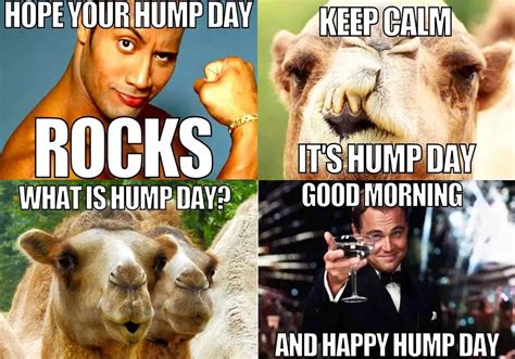 hump day funny|funny hump day motivation.